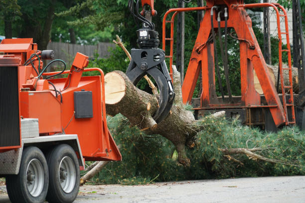 Best Tree Disease Treatment  in Moyock, NC